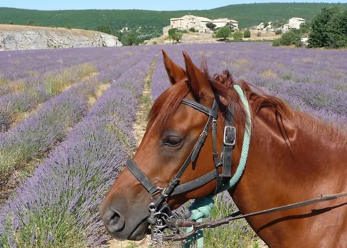 Nyaraló Les Granges Dans Ferme Provencale. 14 Pers